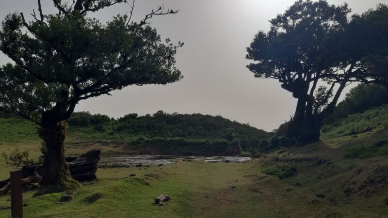 madeira-private-tour-of-fanal-forest