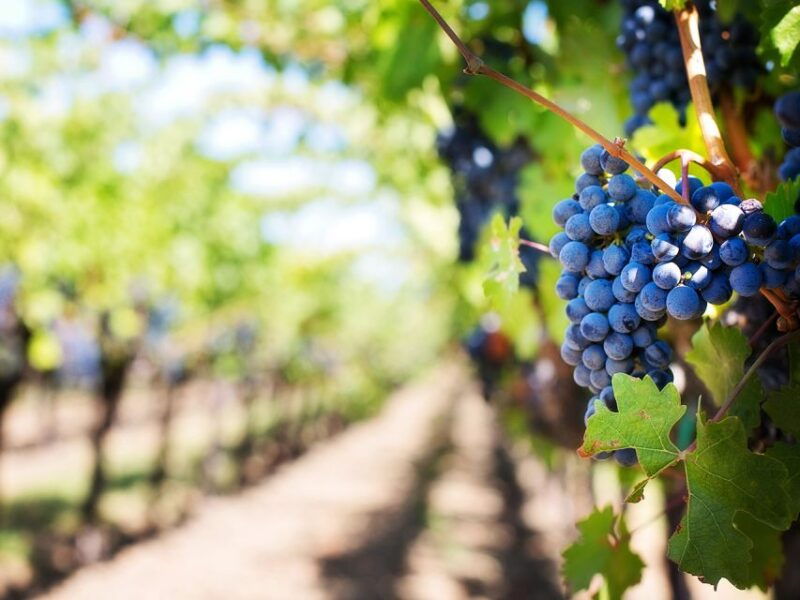 madeira-wine-safari-jeep-tour-with-local-guide