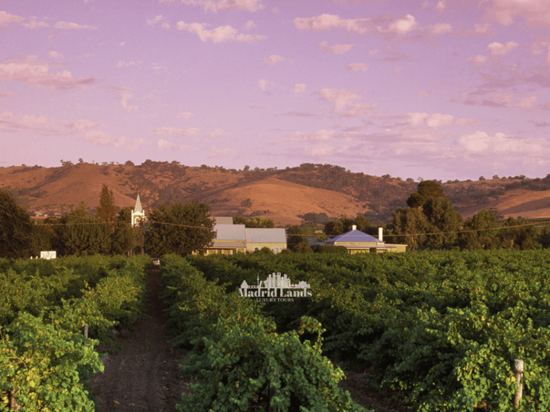 madrid-luxury-winery-emilio-moro-tour