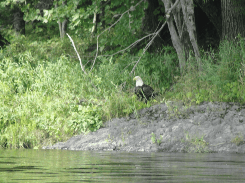 maine-penobscot-downriver-boat-rides