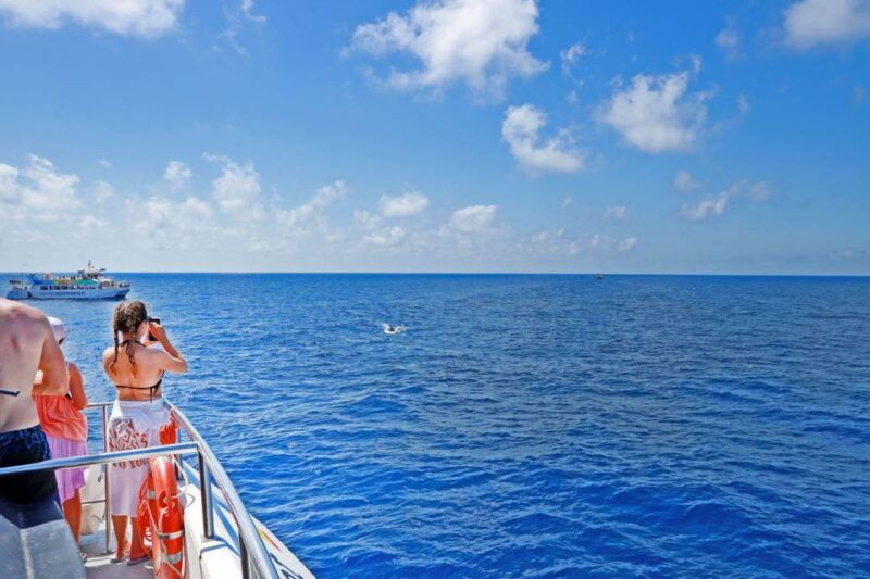 mallorca-2-hour-dolphin-watching-cruise-glass-bottom-boat