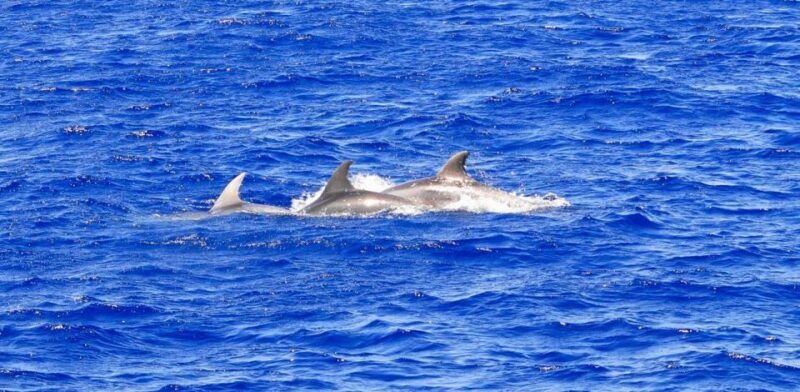mallorca-3-hour-afternoon-dolphin-watching-boat-tour