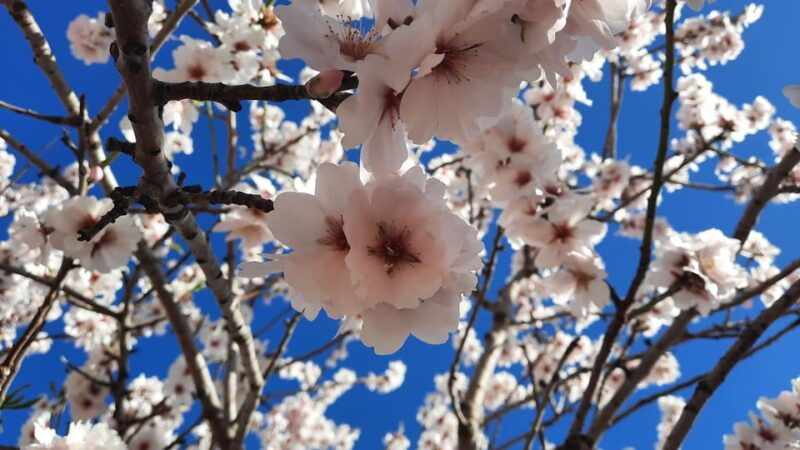 mallorca-almond-blossom-minivan-tour-with-tasting-german