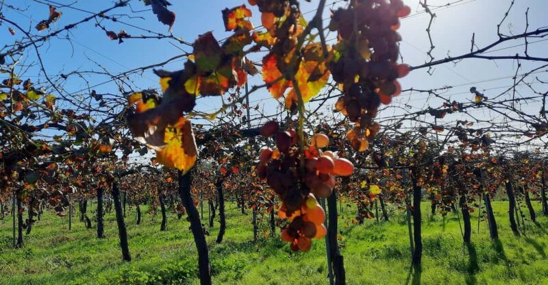 mallorca-bodega-olives-minibus-tour-with-tastings-german