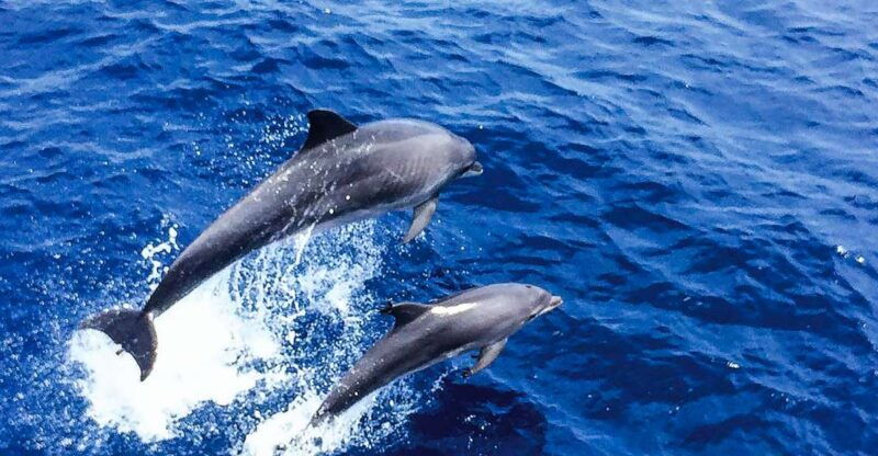mallorca-dolphin-watching-cruise