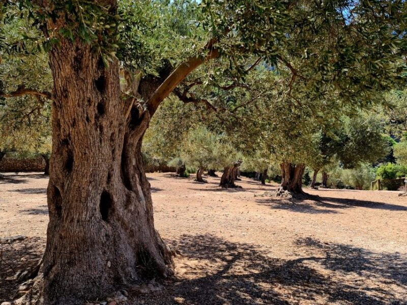 mallorca-tramuntana-mountains-tour-with-local-guide-lunch