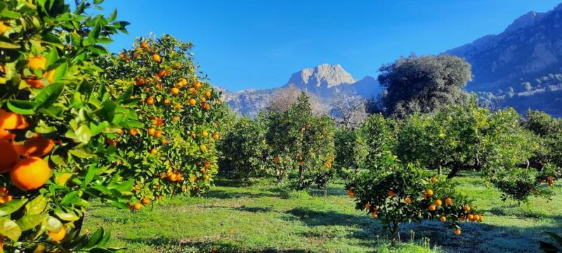 mallorca-west-coast-orange-valley-minibus-tour-german-guide
