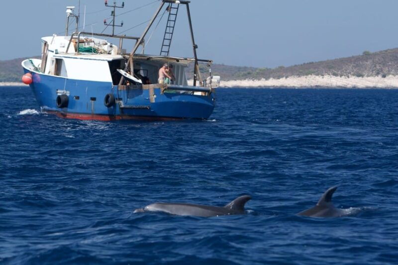 marbella-dolphin-watching-boat-tour