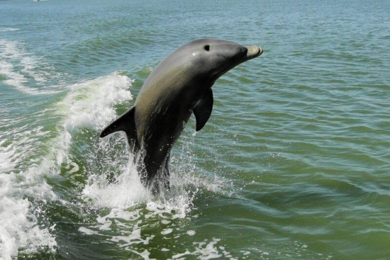 marco-island-2-hour-dolphin-birding-and-shelling-tour-2