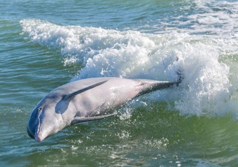 marco-island-dolphin-shelling-beach-ten-thousand-island