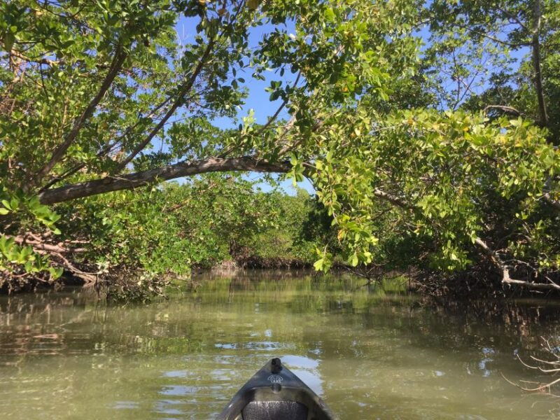 marco-island-mangrove-maze-kayak-tour-2hrs