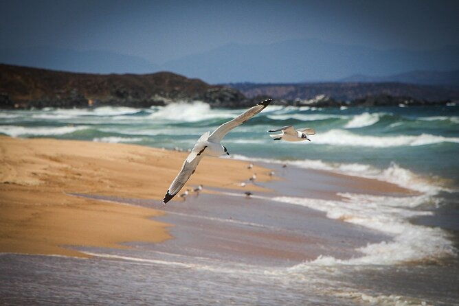 marine-life-flavors-of-the-pacific-full-day-private-tour