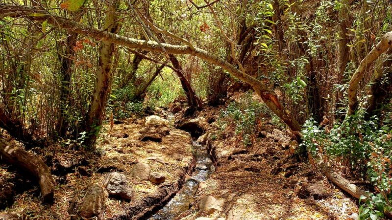 maspalomas-barranco-de-los-cernicalos-rainforest-hike