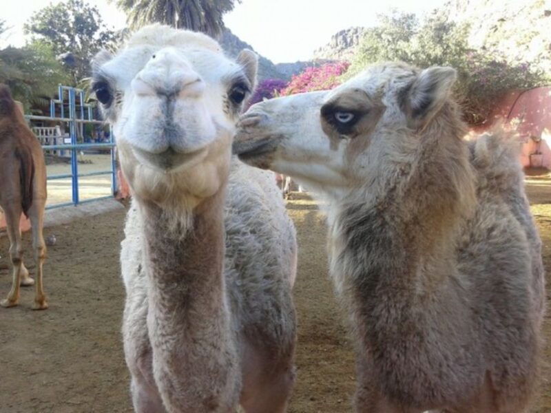 maspalomas-guided-camel-ride-in-the-maspalomas-sand-dunes