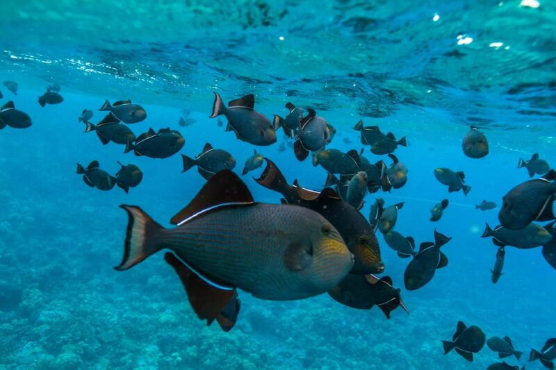 maui-3-5-hour-molokini-snorkel-experience