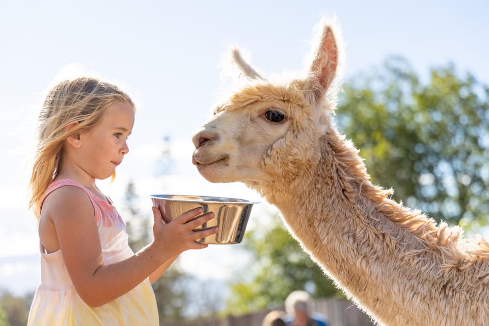 maui-alpaca-farm-visit-with-hands-on-activities