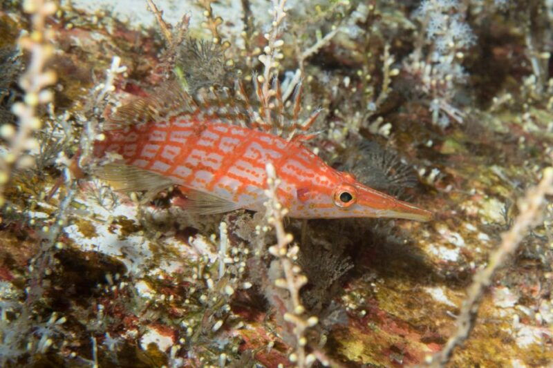 maui-beginner-discovery-scuba-dive-excursion-from-lahaina