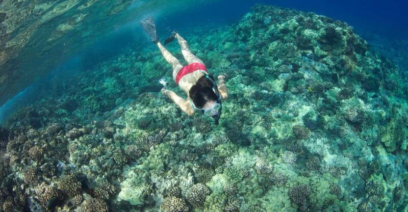 maui-captains-call-afternoon-snorkel-adventure
