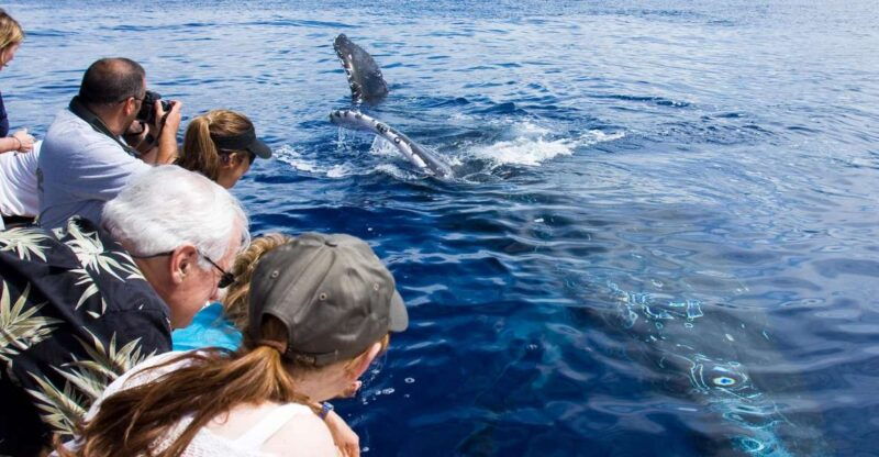 maui-eco-friendly-whale-watching-tour-from-maalaea-harbor