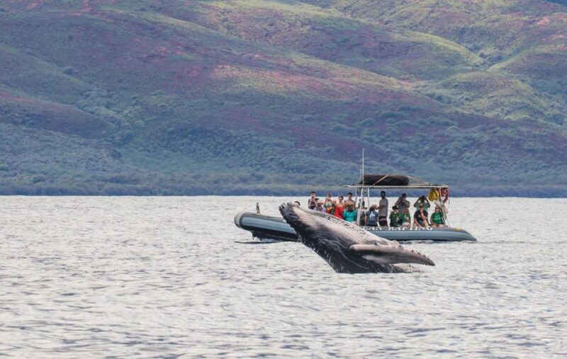 maui-guided-whale-watching-tour-on-eco-raft