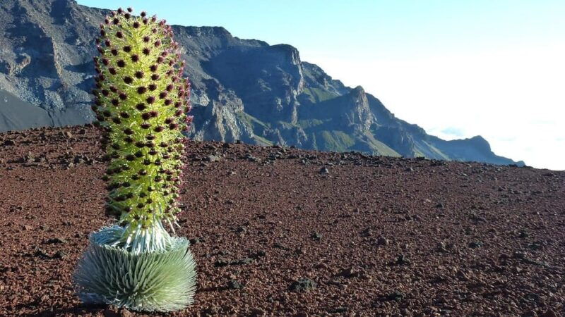 maui-haleakala-sunrise-tour-with-pick-up