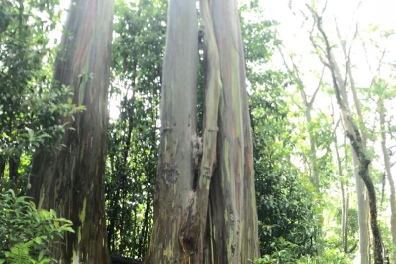 maui-iao-valley-tropical-plantation-lavender-farm-tour
