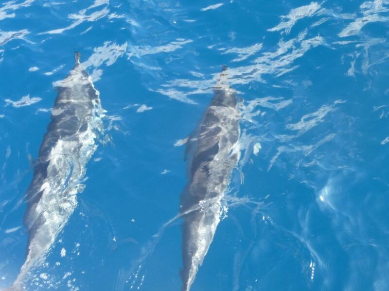 maui-kaanapali-beach-4-hour-snorkel-w-bbq-lunch-open-bar