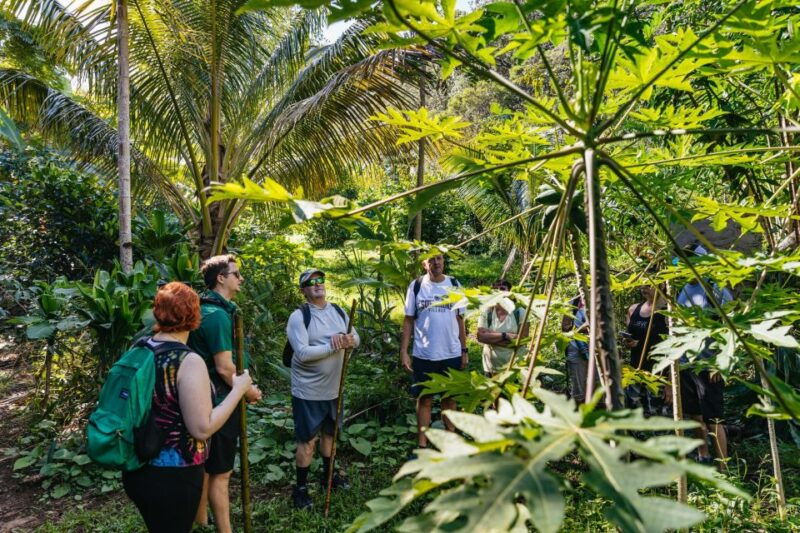 maui-rainforest-waterfalls-guided-hike-with-picnic-lunch