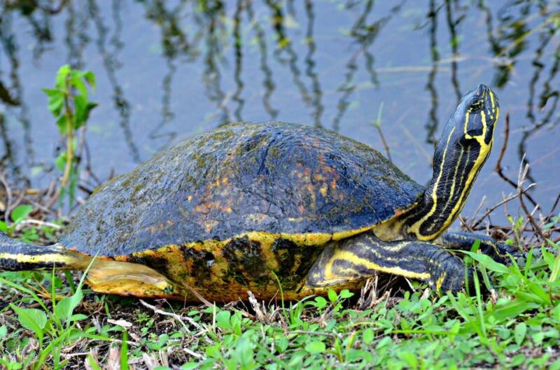 miami-beach-60-min-airboat-transfer-and-wildlife-sanctuary