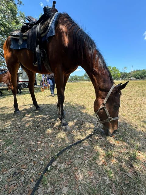 miami-horseback-riding-in-south-beach