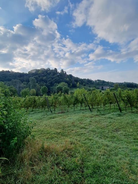 milan-bergamo-high-town-and-wine-tasting-tour
