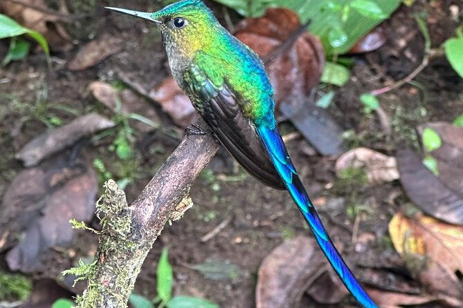 mindo-cloud-forest-guided-tour-small-groups-fee-included