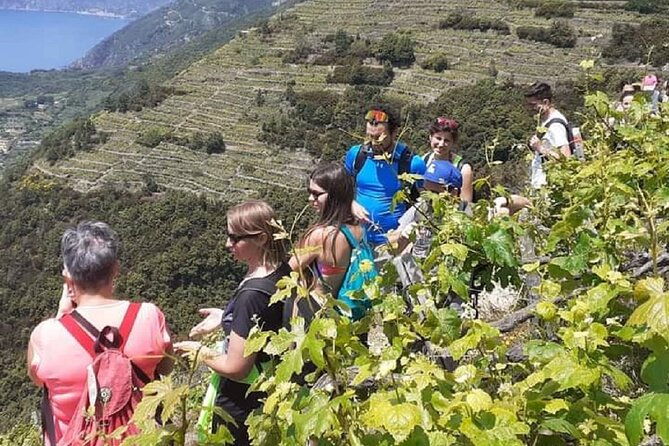 minitrekking-and-visit-of-the-cinque-terre-vineyard