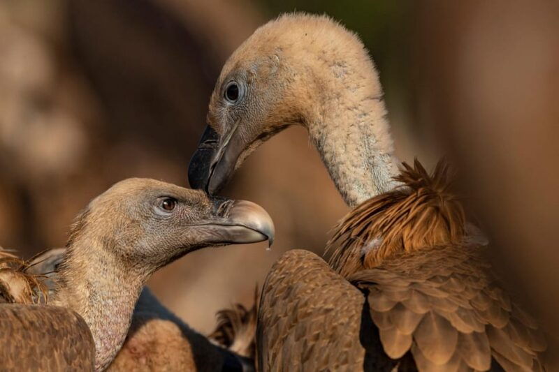 monfrague-wildlife-experience-vultures-close-up