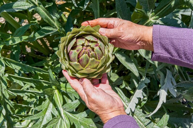 monterey-county-salinas-valley-farm-tour