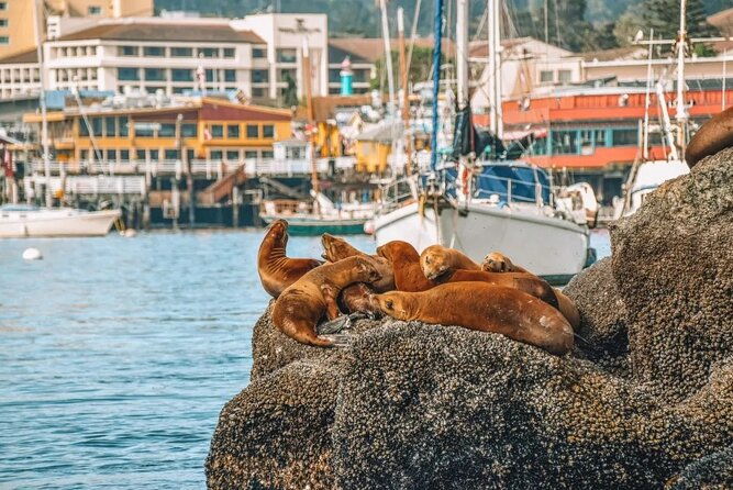 monterey-ocean-paradise-trolley-and-walking-tour