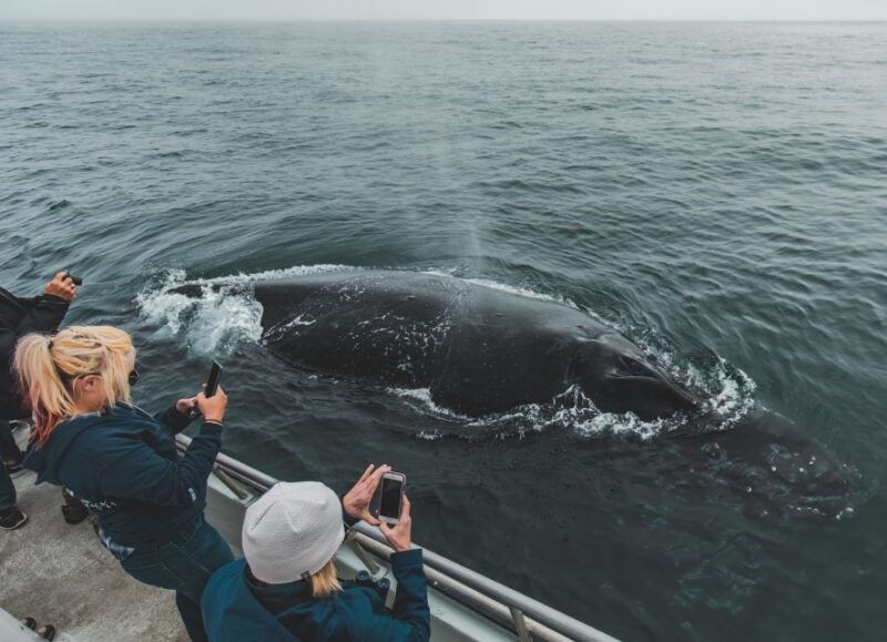 monterey-sunset-whale-watching-cruise-with-a-guide
