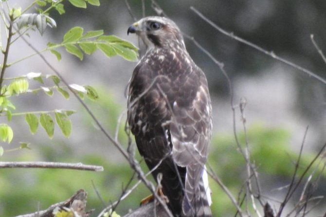 monteverde-birdwatching-guided-tour