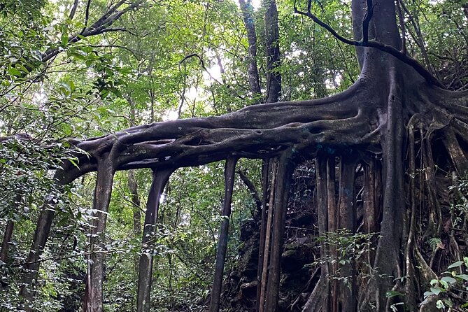 monteverde-local-experience-guided-tour-from-monteverde