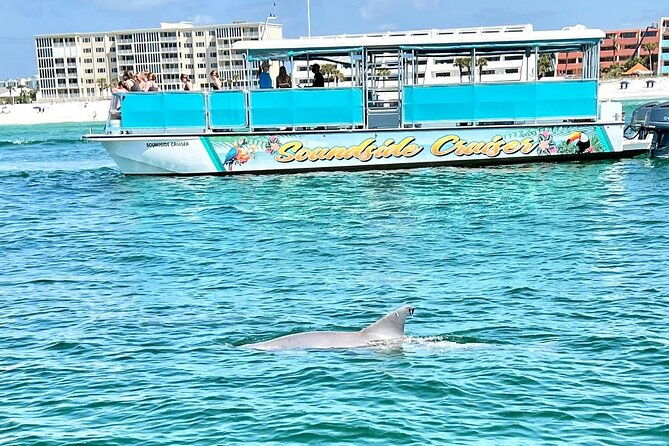 morning-snorkel-dolphin-adventure