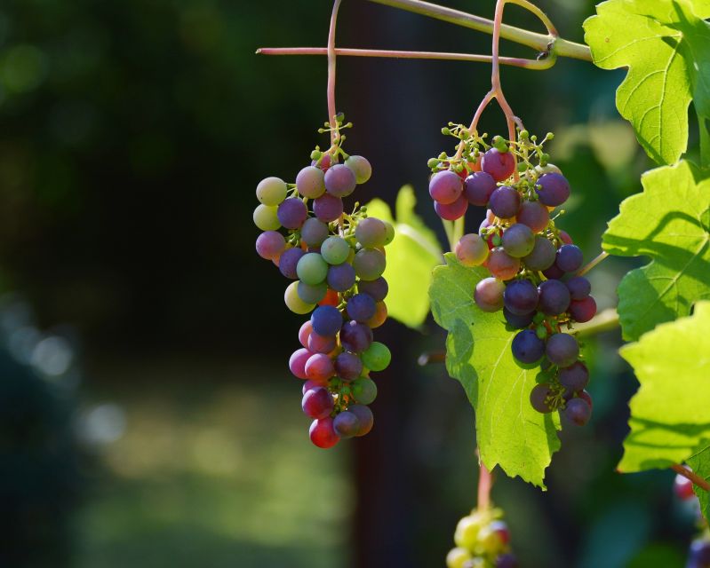 mt-etna-private-guided-walking-tour-with-wine-tasting