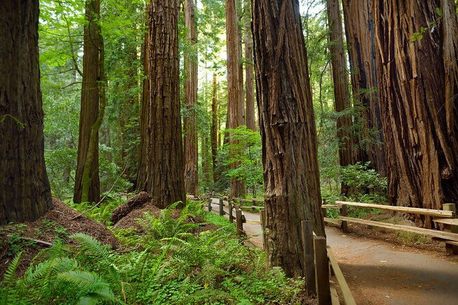 muir-woods-self-guided-driving-and-walking-audio-tour