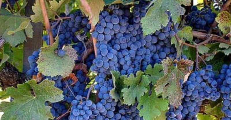 napa-deloach-vineyards-private-wine-tour-and-tasting