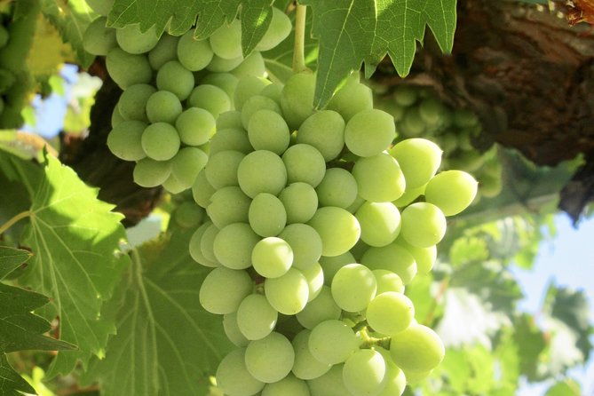napa-sonoma-wine-tour-private-tours-8-to-10-hours-max-14-pax