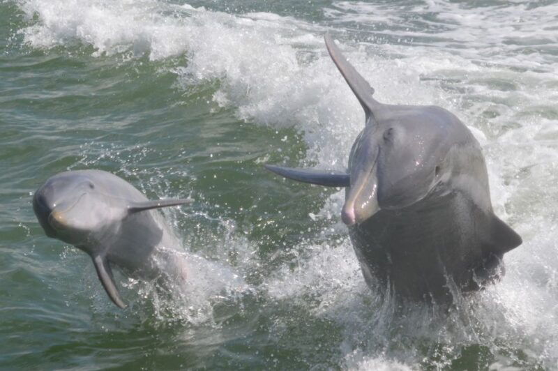 naples-fl-manatee-dolphin-10000-islands-beach-eco-tour