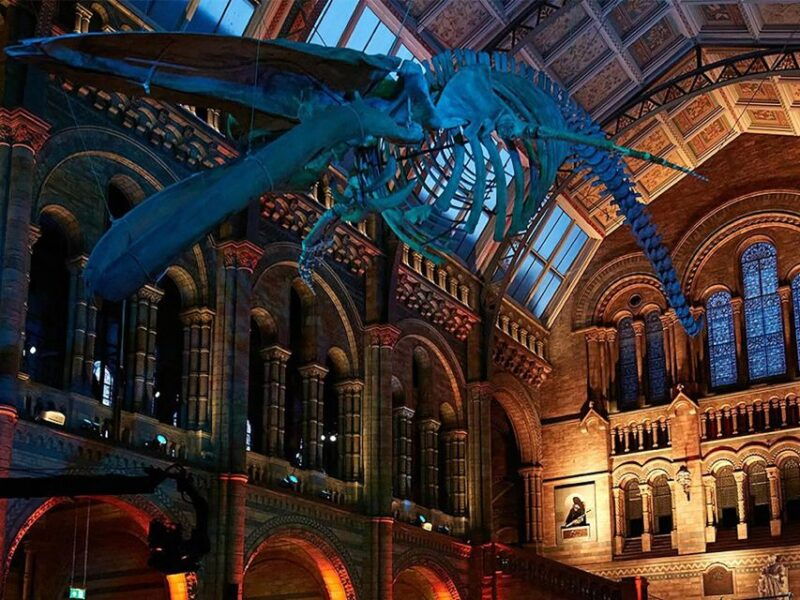 natural-museum-tour-volcanoes-earthquakes-blue-whale
