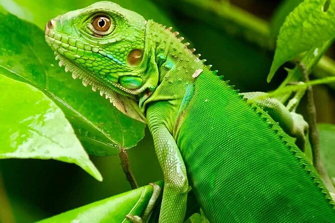 naturalist-walk-in-manuel-antonio-national-park