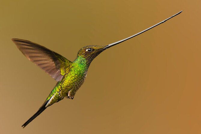 nature-and-birding-experience-in-yanachocha-reserve