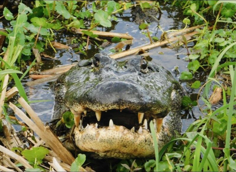 new-orleans-10-passenger-airboat-swamp-tour