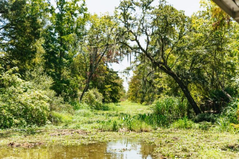 new-orleans-bayou-tour-in-jean-lafitte-national-park